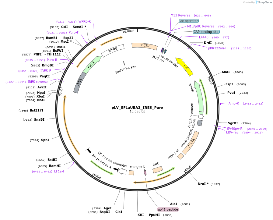 235660-plasmid-map-sequence-id-470164