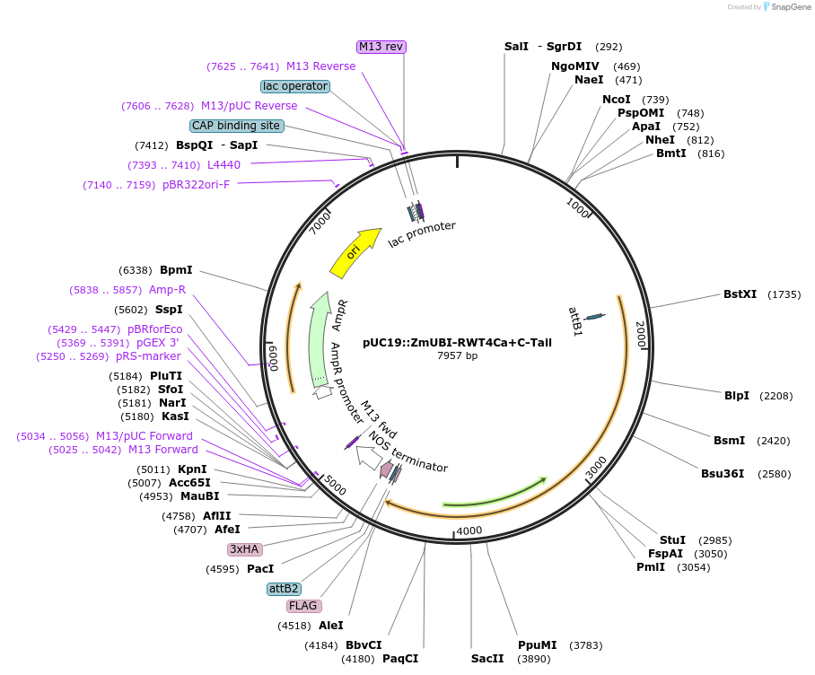 237514-plasmid-map-sequence-id-470242