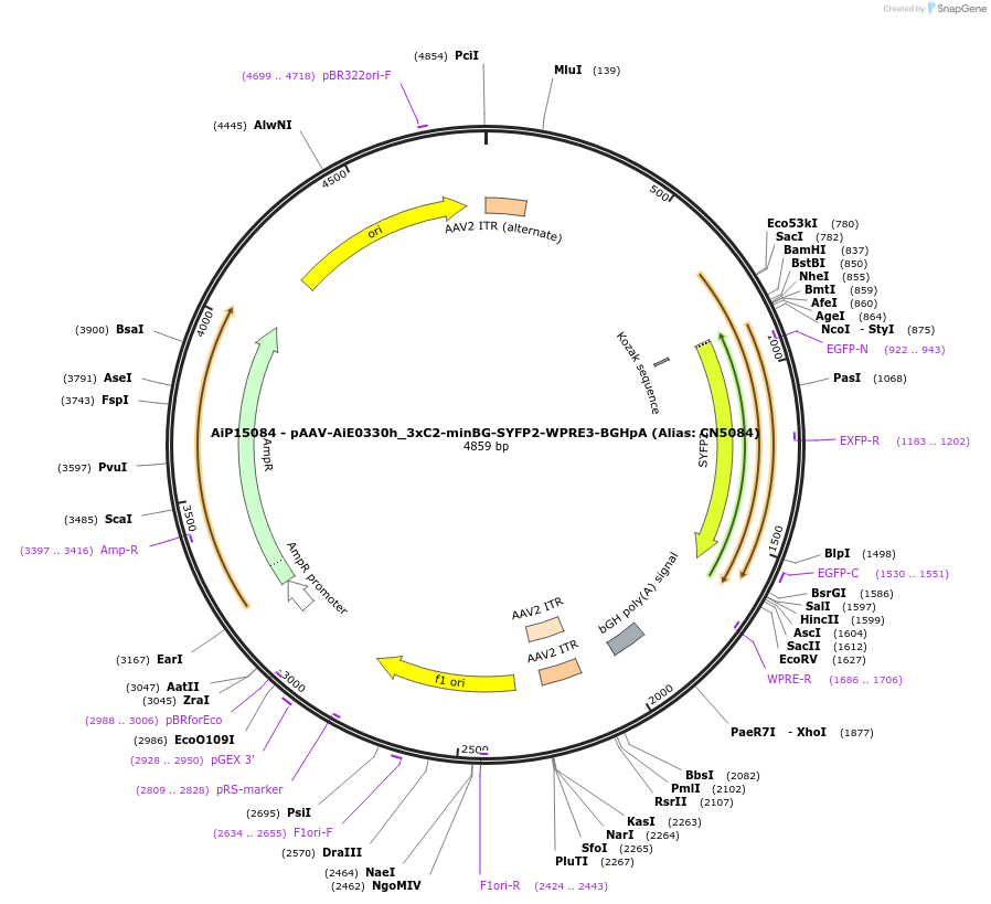 230404-plasmid-map-sequence-id-470245