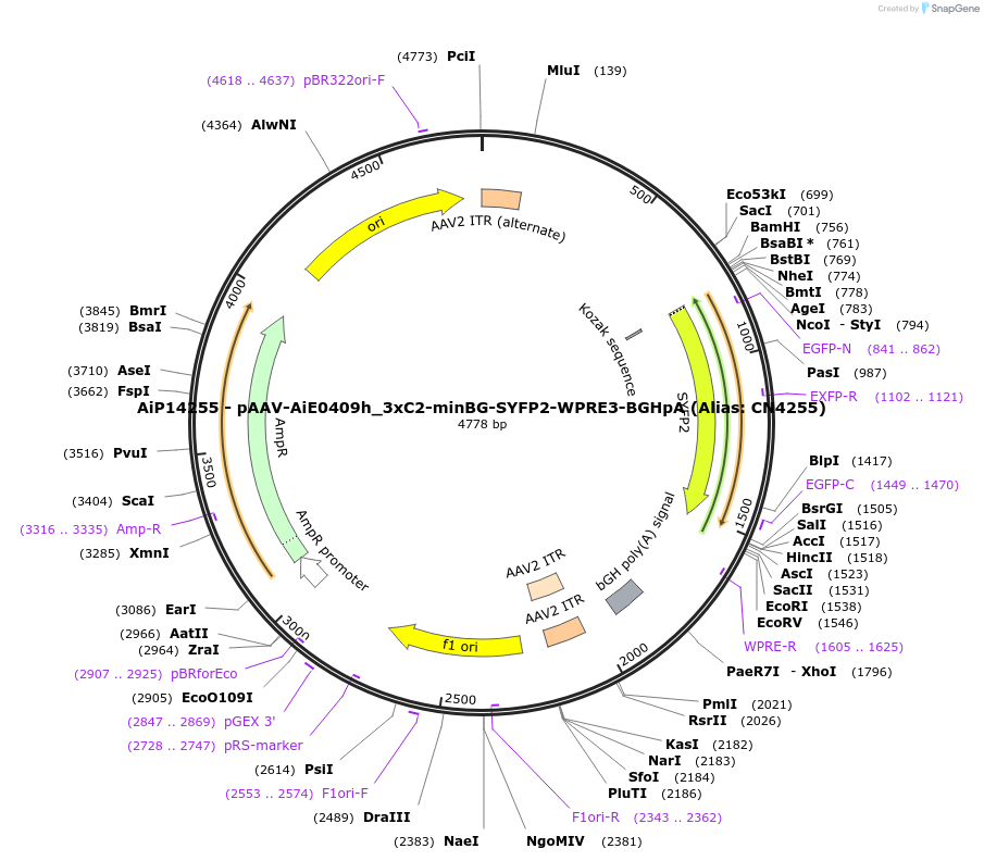 230392-plasmid-map-sequence-id-470246