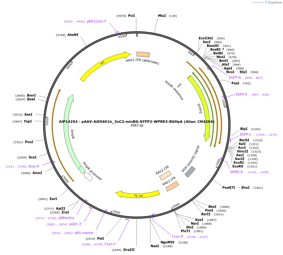 230391-plasmid-map-sequence-id-470248