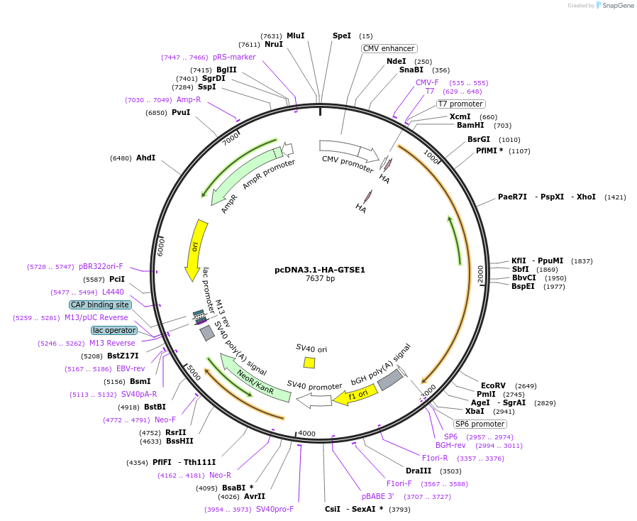 224719-plasmid-map-sequence-id-470253