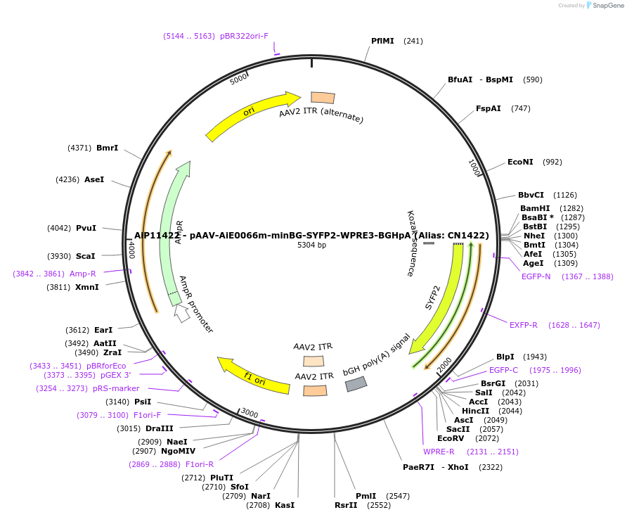 230350-plasmid-map-sequence-id-470255