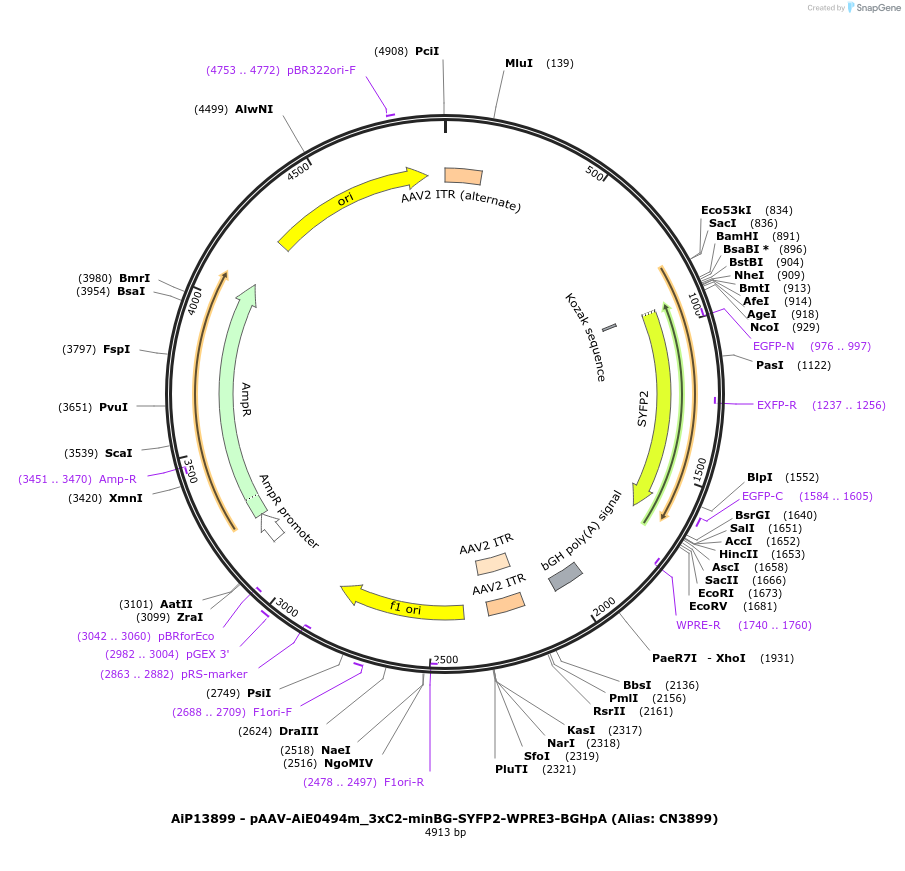 230385-plasmid-map-sequence-id-470257