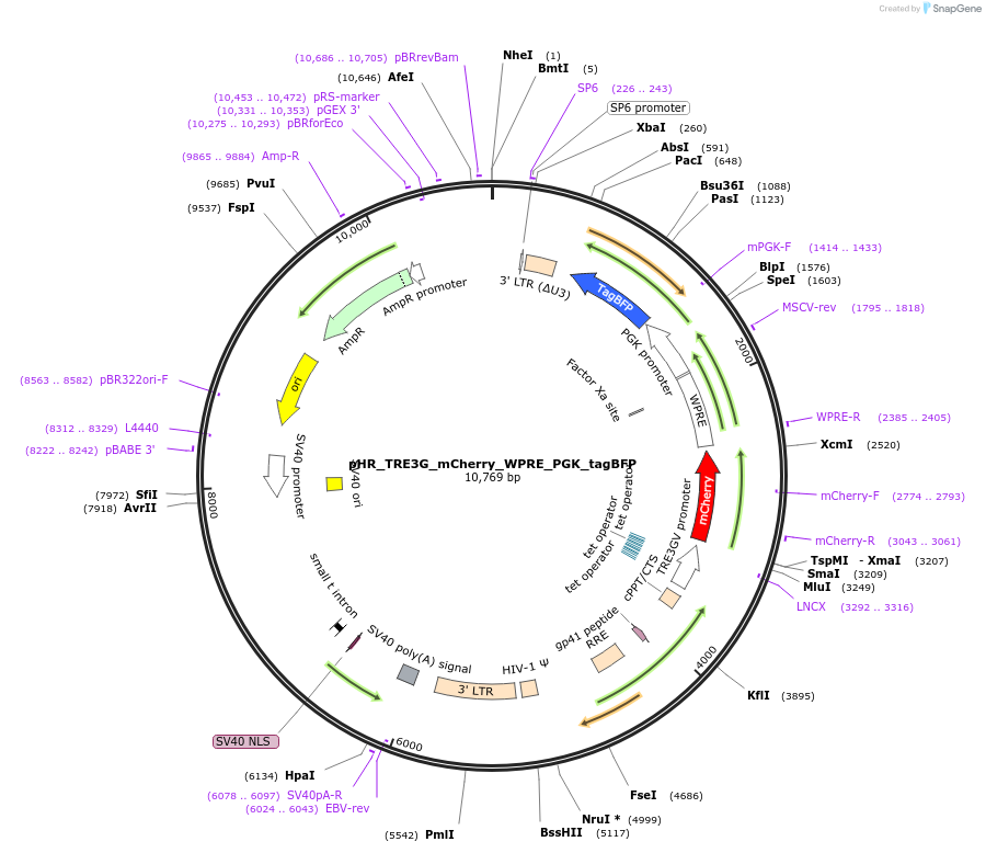 231952-plasmid-map-sequence-id-470261