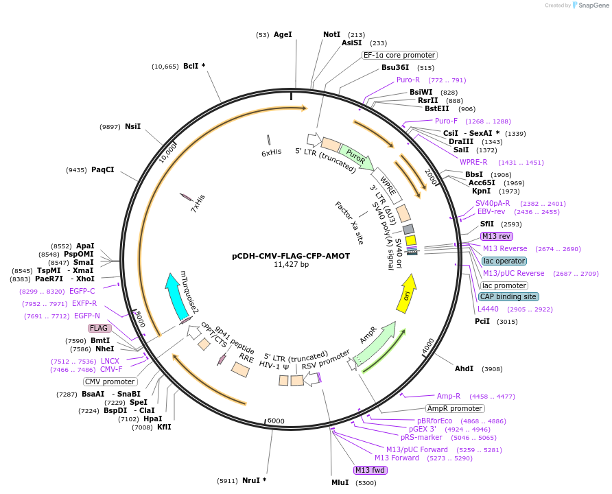 235682-plasmid-map-sequence-id-470264