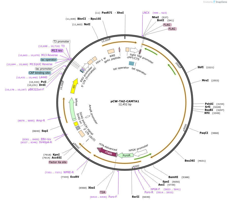 235681-plasmid-map-sequence-id-470271
