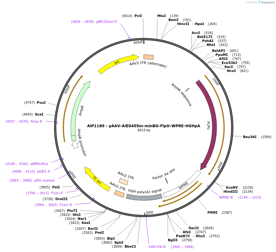 230580-plasmid-map-sequence-id-470289