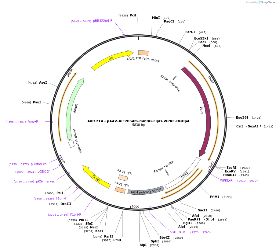 230588-plasmid-map-sequence-id-470293