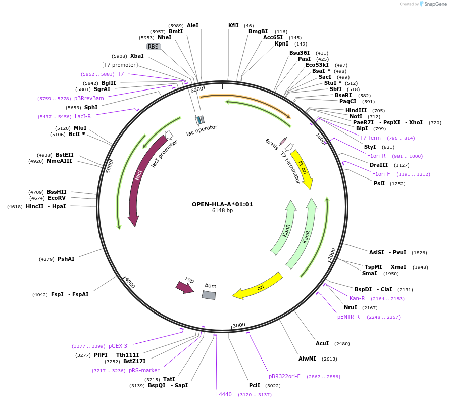235134-plasmid-map-sequence-id-470294