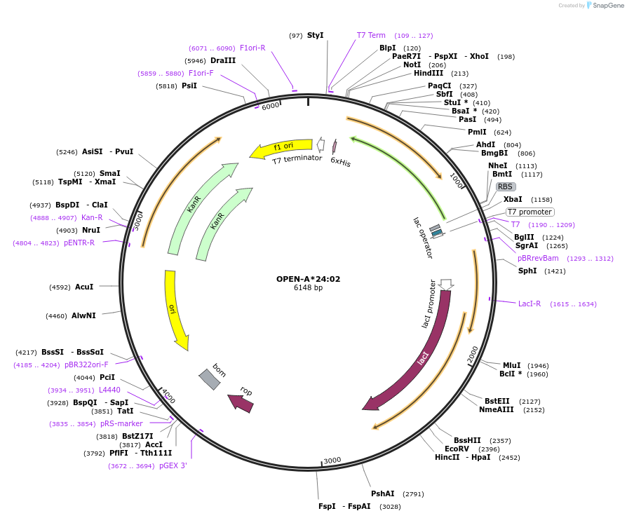 235133-plasmid-map-sequence-id-470296