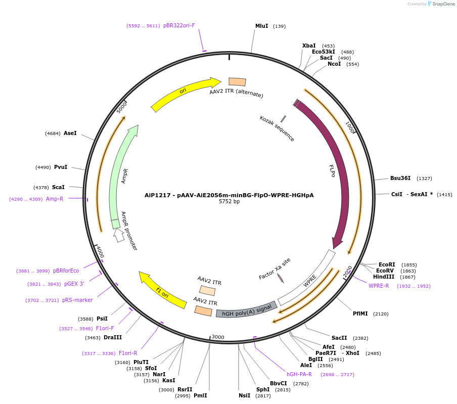 230591-plasmid-map-sequence-id-470297