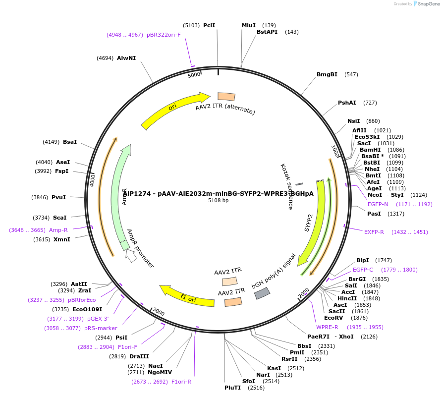 230612-plasmid-map-sequence-id-470304