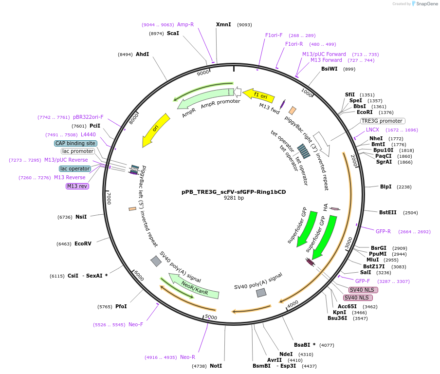 235574-plasmid-map-sequence-id-470321