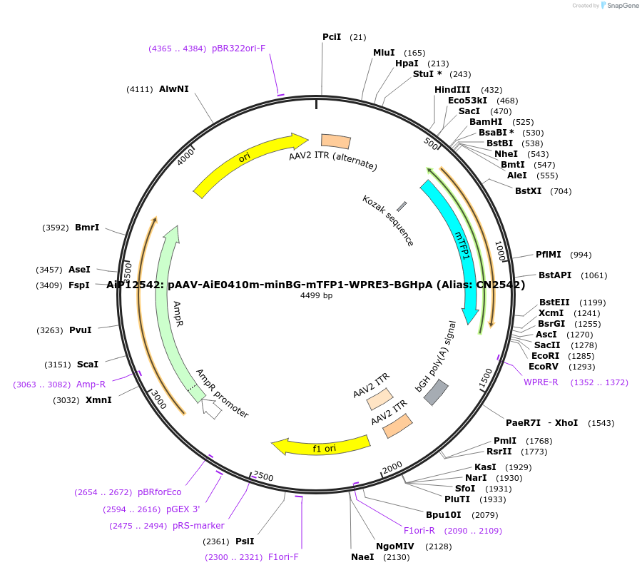 236603-plasmid-map-sequence-id-470327