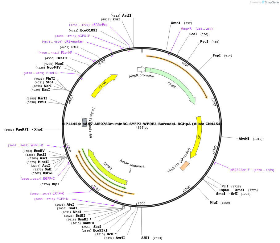 236593-plasmid-map-sequence-id-470329