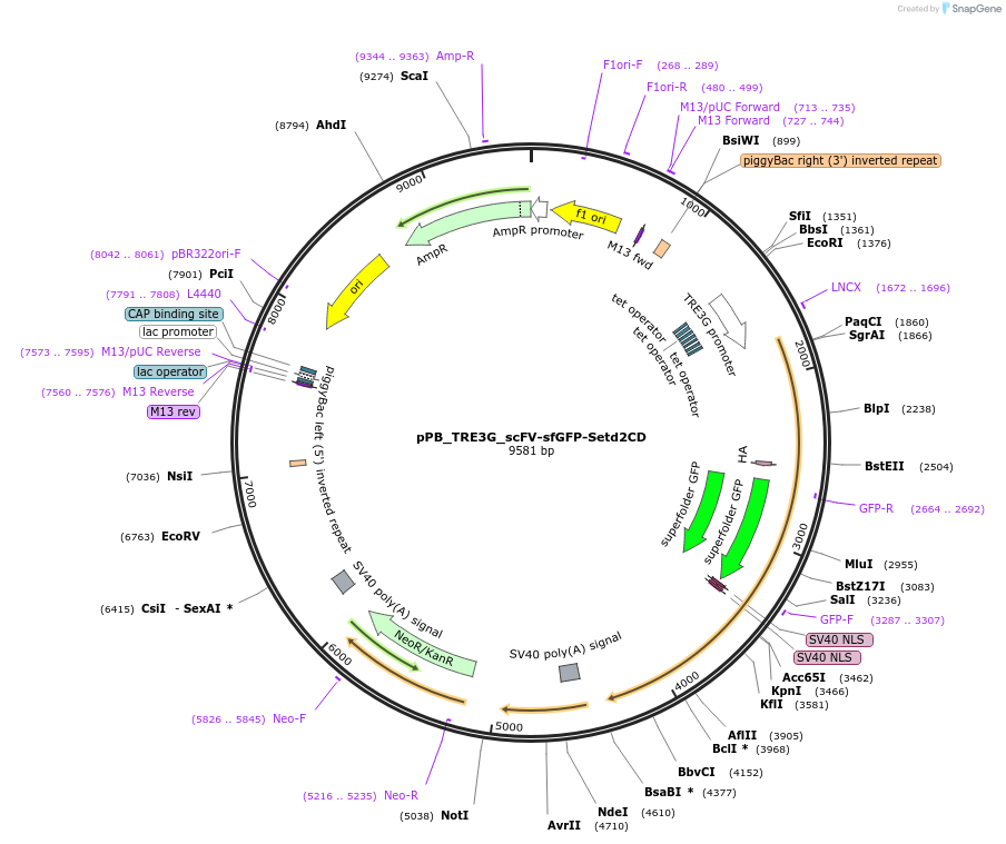235579-plasmid-map-sequence-id-470351