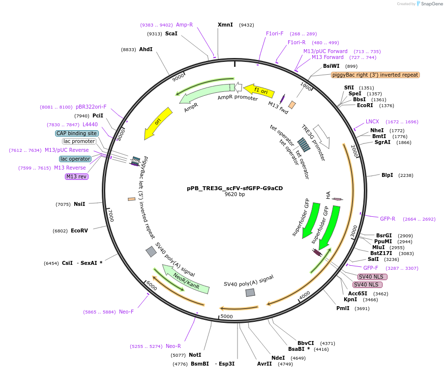 235580-plasmid-map-sequence-id-470354