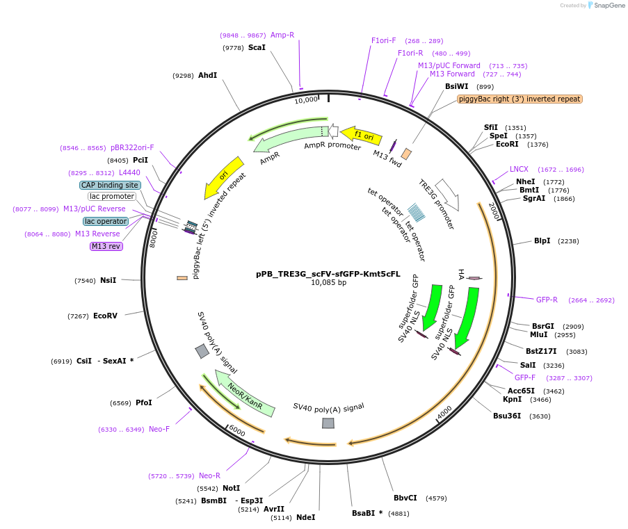 235581-plasmid-map-sequence-id-470355