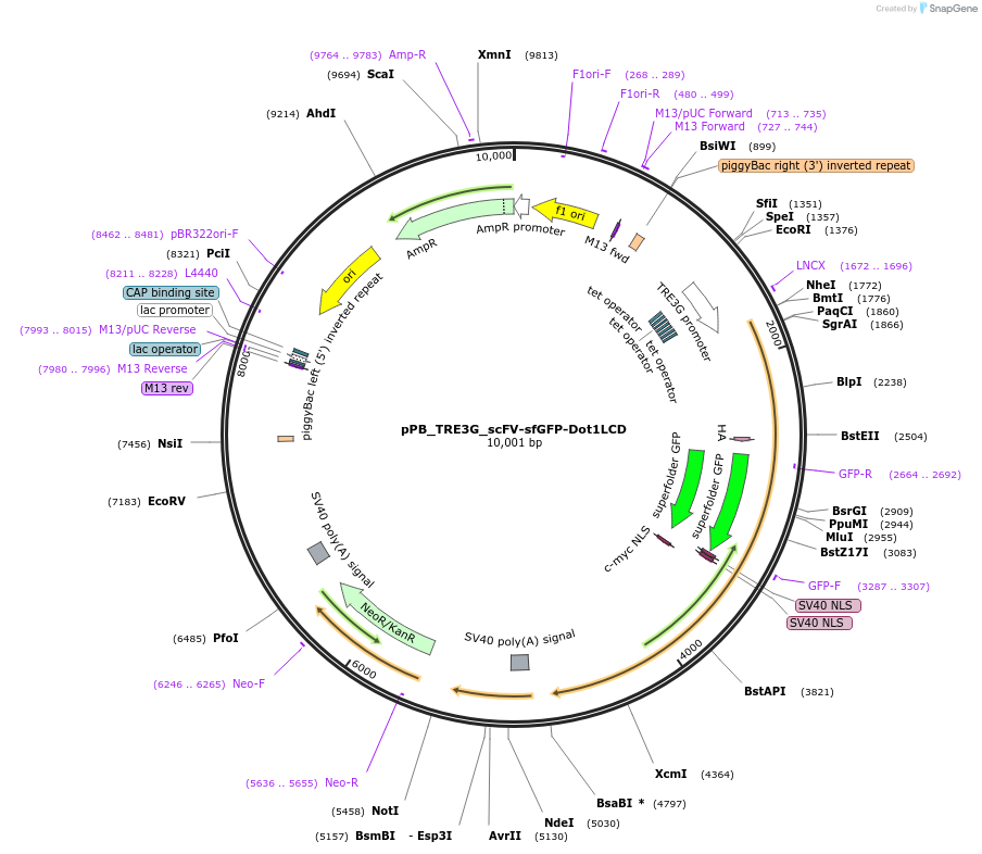 235582-plasmid-map-sequence-id-470356