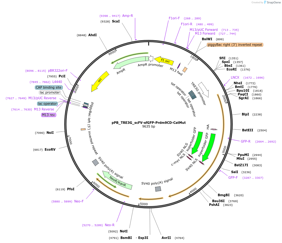 235586-plasmid-map-sequence-id-470386