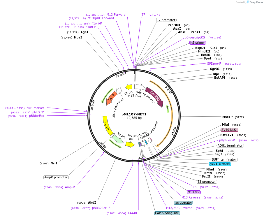 232893-plasmid-map-sequence-id-470393