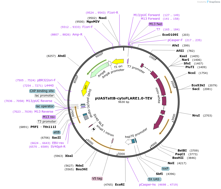 234519-plasmid-map-sequence-id-470394