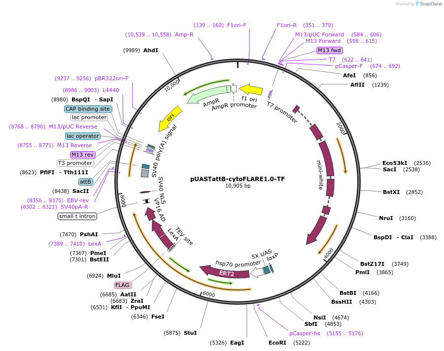 234521-plasmid-map-sequence-id-470396