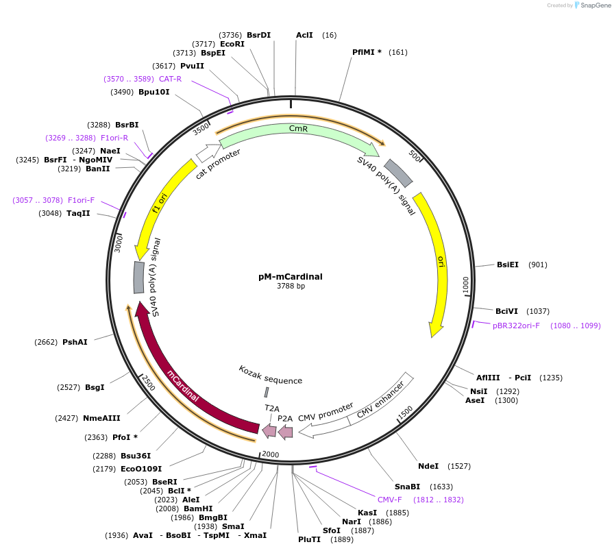 228630-plasmid-map-sequence-id-470404