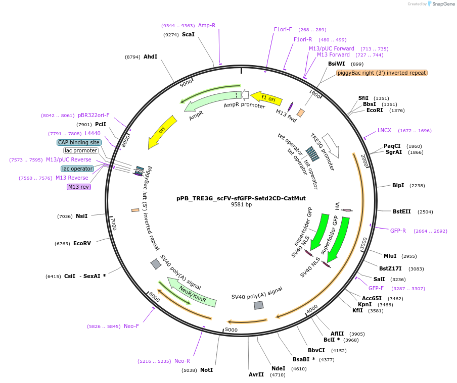 235588-plasmid-map-sequence-id-470405