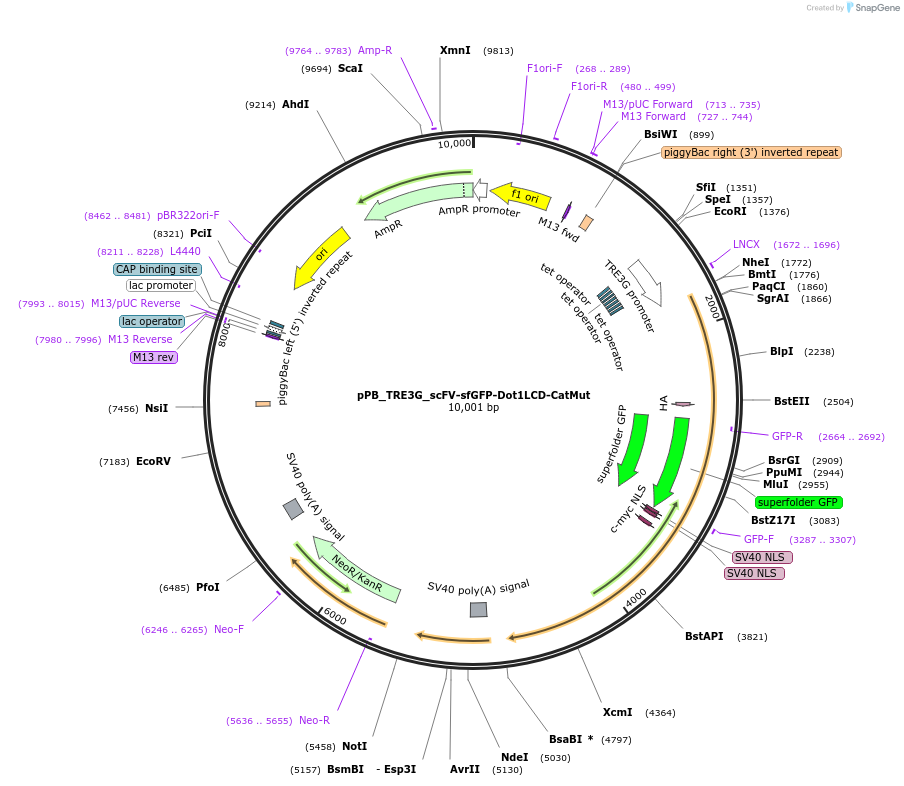 235591-plasmid-map-sequence-id-470409