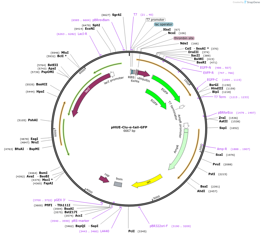 232020-plasmid-map-sequence-id-470411