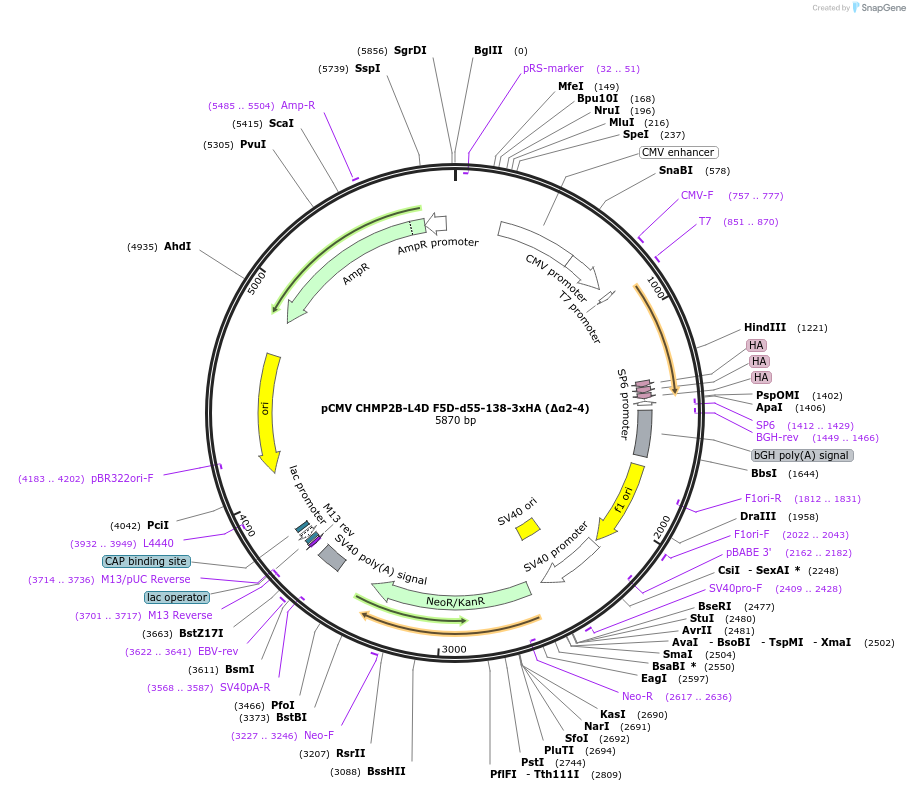 232009-plasmid-map-sequence-id-470414