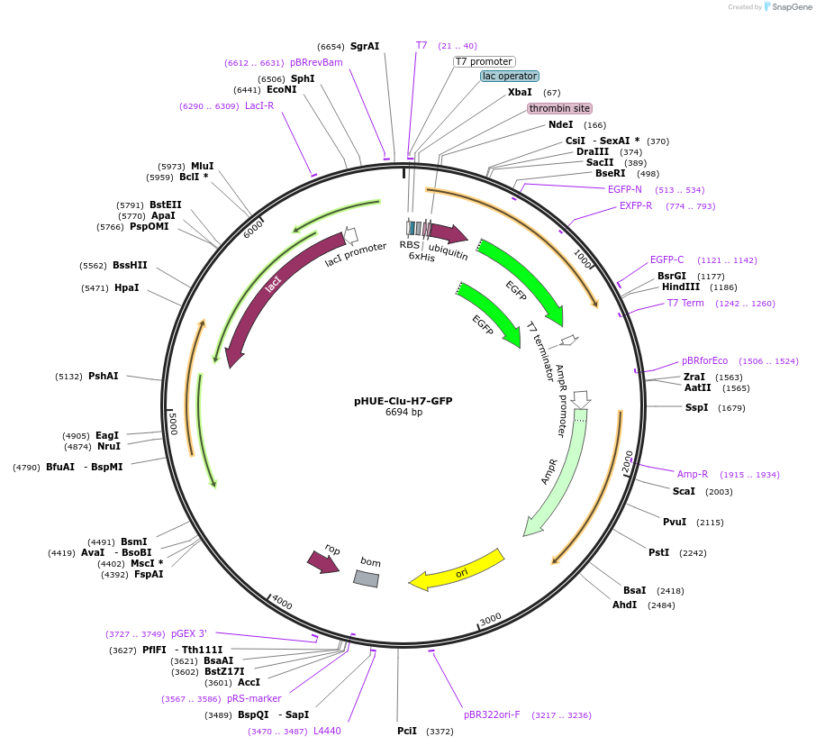 232021-plasmid-map-sequence-id-470415