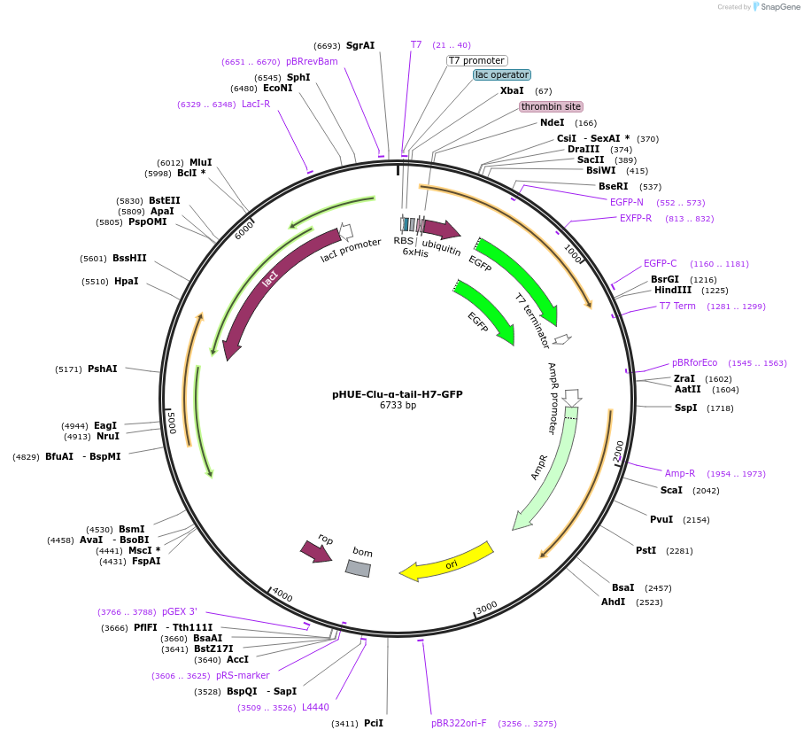 232022-plasmid-map-sequence-id-470416