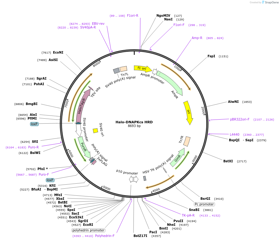 207088-plasmid-map-sequence-id-470417