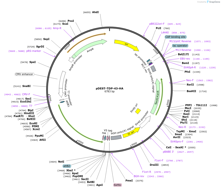 235496-plasmid-map-sequence-id-470421
