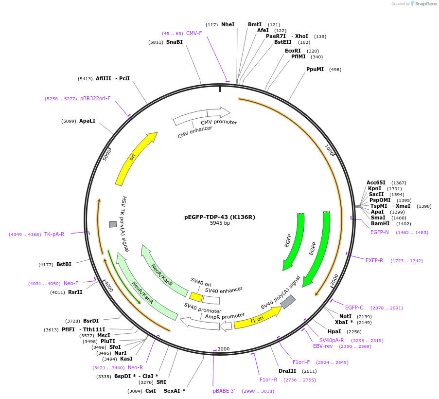 235492-plasmid-map-sequence-id-470425