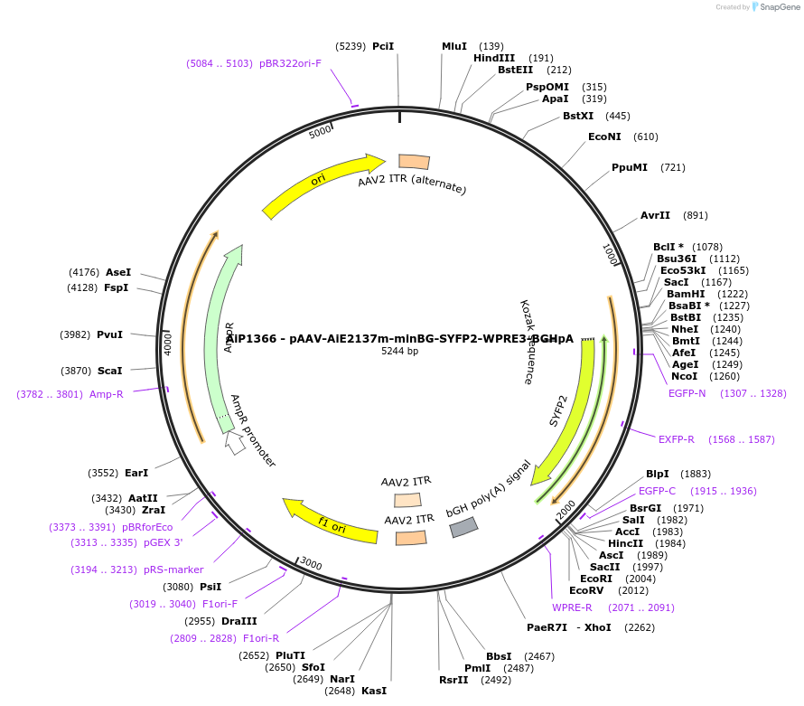 230631-plasmid-map-sequence-id-470426