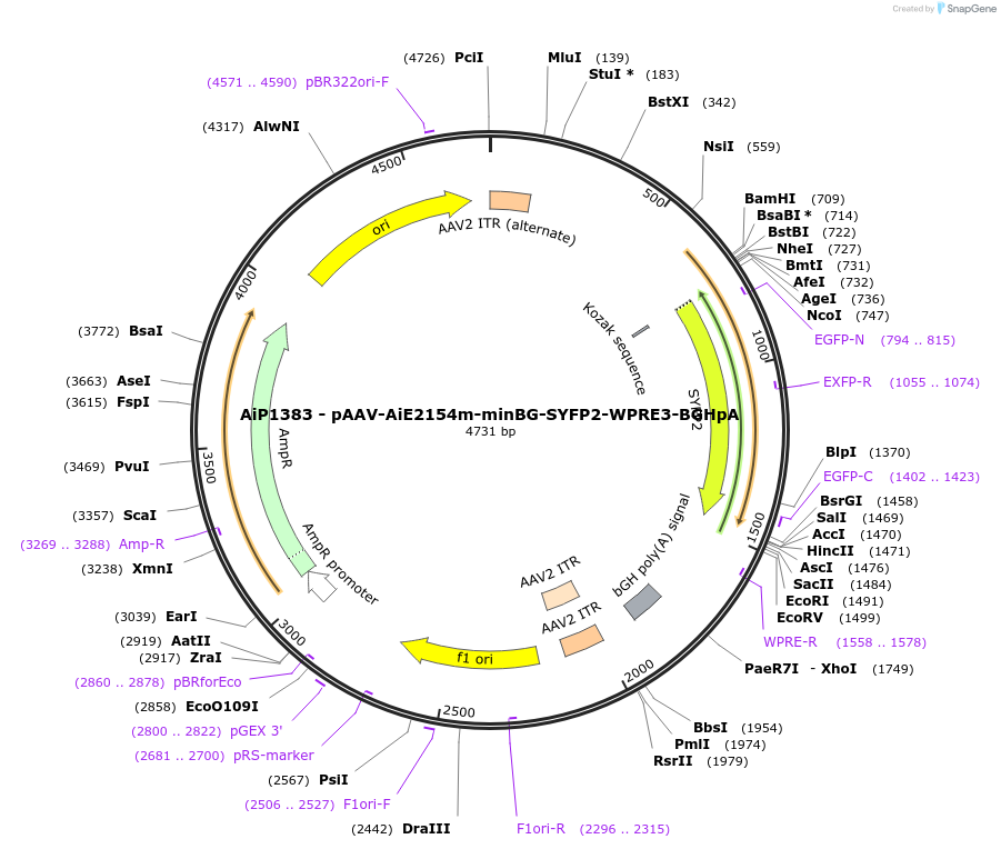 230637-plasmid-map-sequence-id-470427