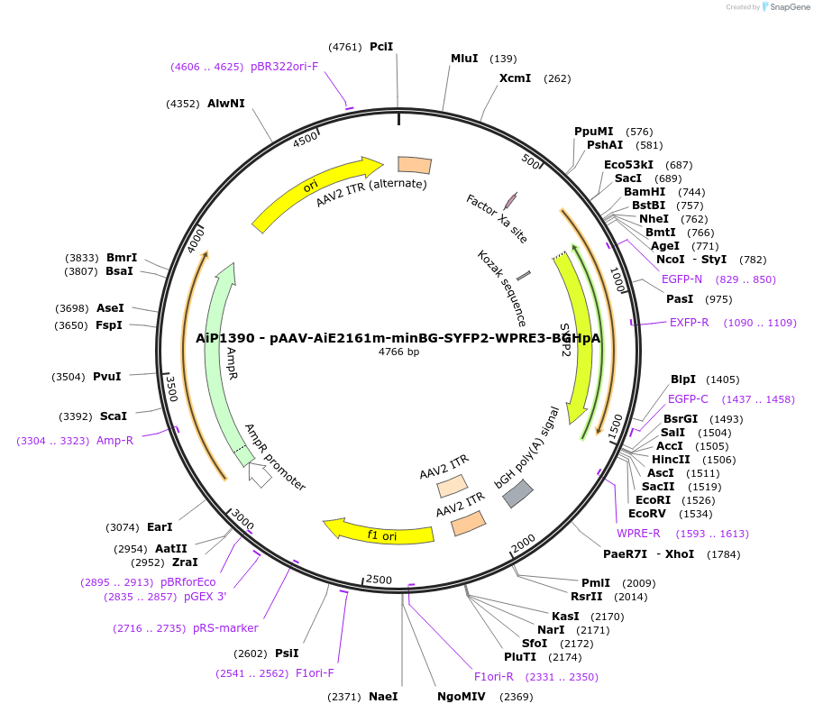 230639-plasmid-map-sequence-id-470430