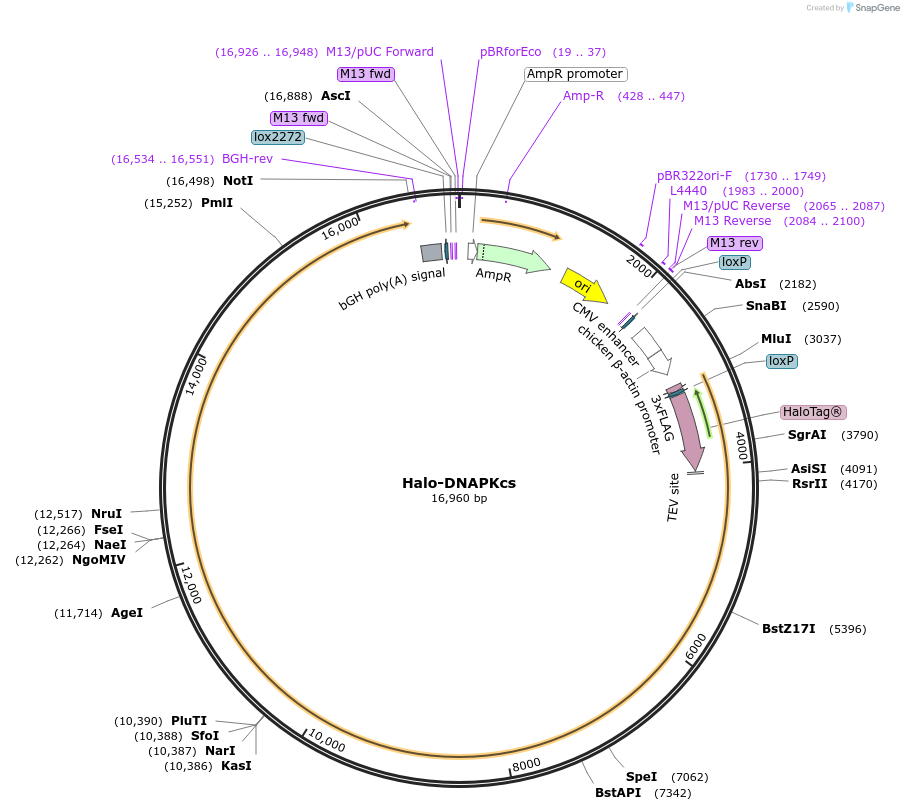 210787-plasmid-map-sequence-id-470431