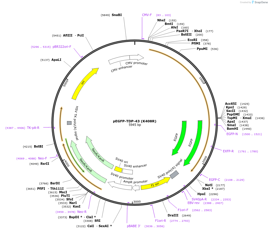 235493-plasmid-map-sequence-id-470436