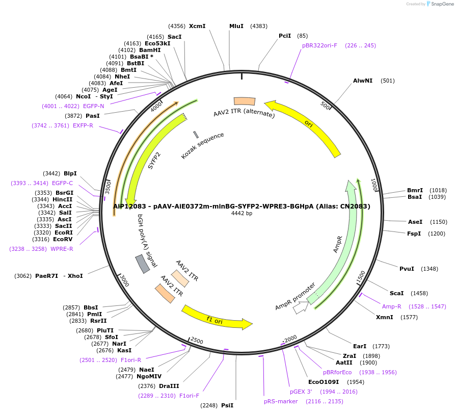 230184-plasmid-map-sequence-id-470438