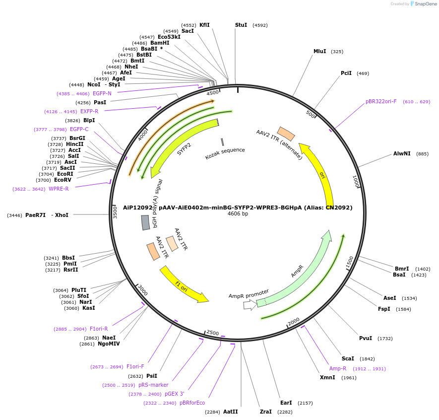 230186-plasmid-map-sequence-id-470440