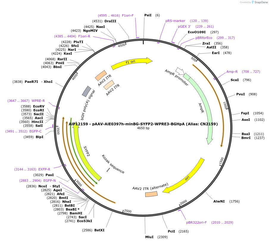 230190-plasmid-map-sequence-id-470443