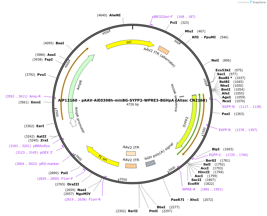 230191-plasmid-map-sequence-id-470444
