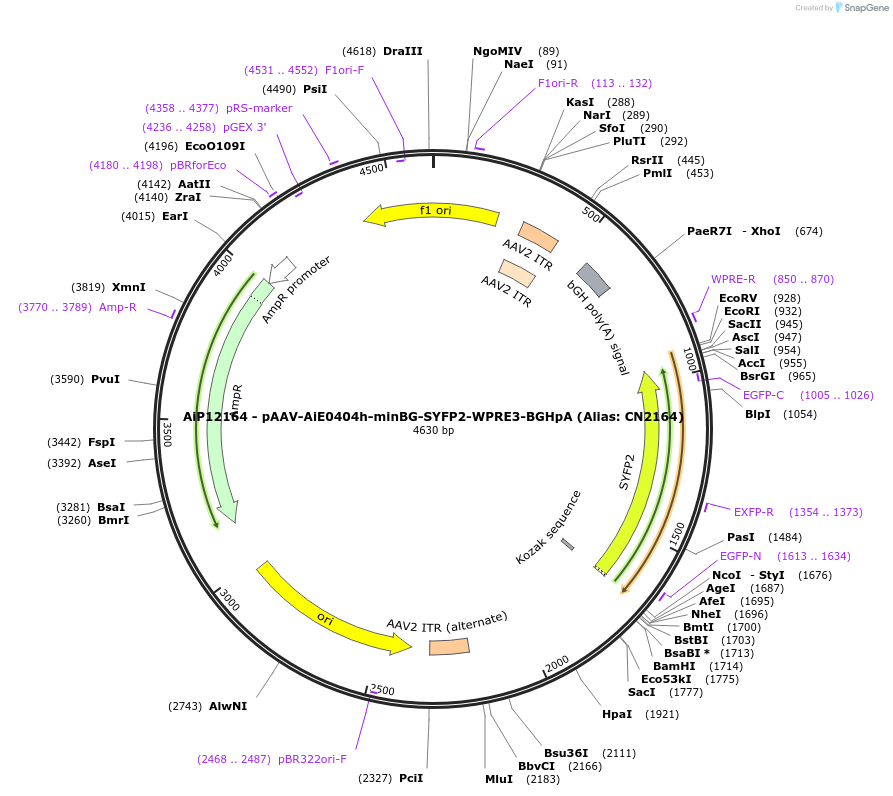 230192-plasmid-map-sequence-id-470445