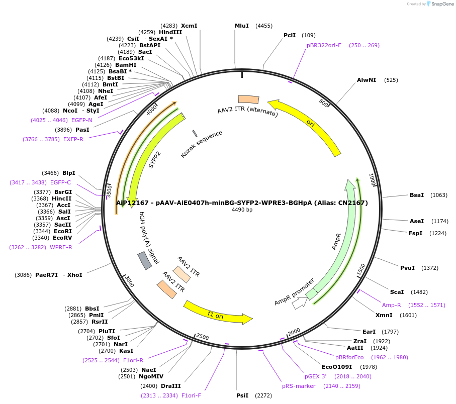 230193-plasmid-map-sequence-id-470446