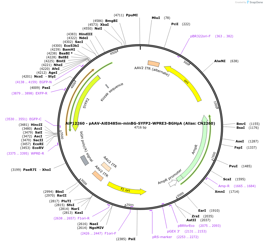 230196-plasmid-map-sequence-id-470449